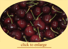 Fresh Cherries
