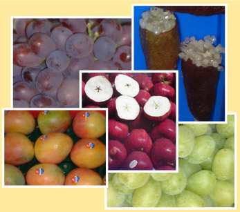Fresh Fruits
