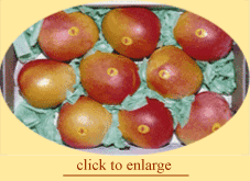 Mangoes