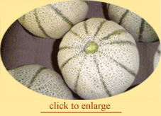 Melons